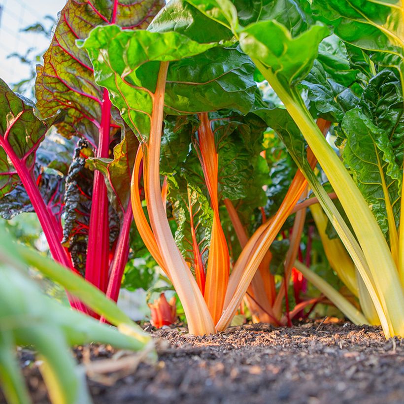 Bietola da costa Fireworks BIO (Plant habit)