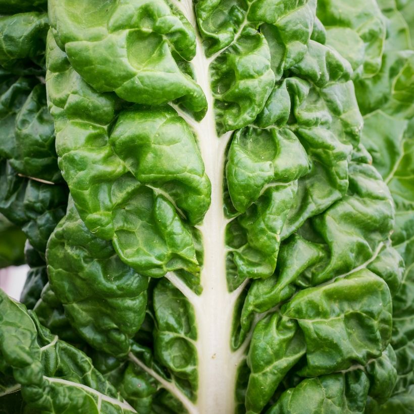 Bietola with White Rib 3 race B in seedlings (Foliage)