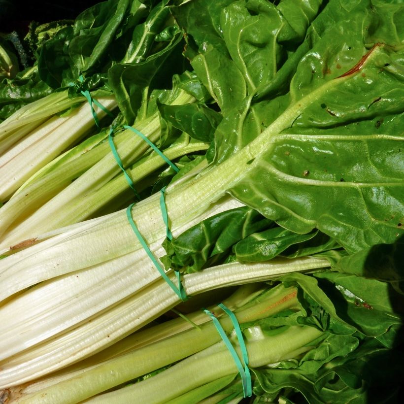 Bietola with White Rib 3 race B in seedlings (Harvest)