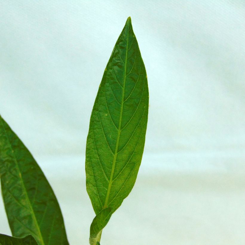 Pepino - Solanum muricatum (Foliage)