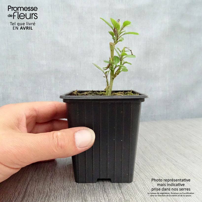 Example of Pepino - Solanum muricatum Vasetto da 7/8 cm as you get in printemps