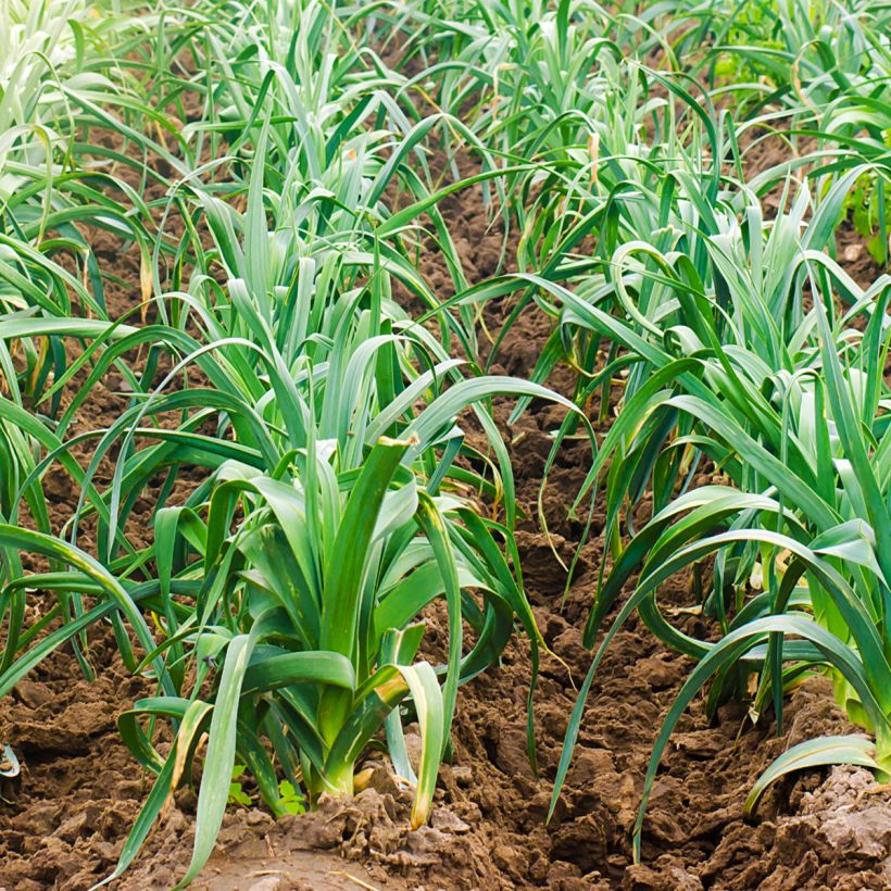 Porro Electra (Porto)