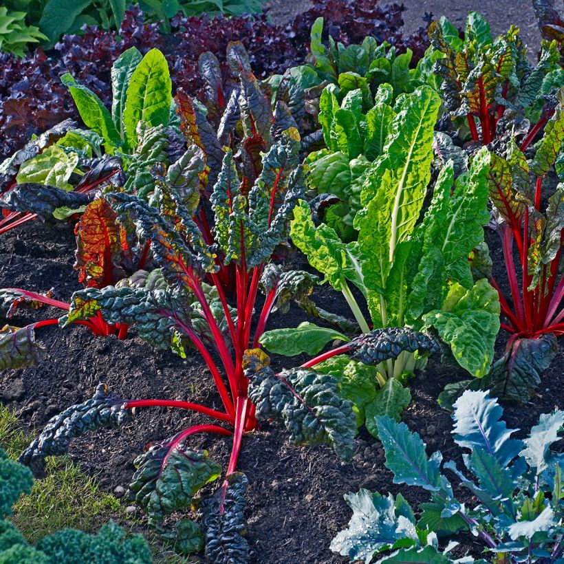 Bietola da coste Bright Lights (Plant habit)