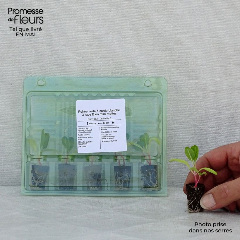 Example of Bietola with White Rib 3 race B in seedlings Mini zolla Ø 1,5/2,5 cm as you get in printemps