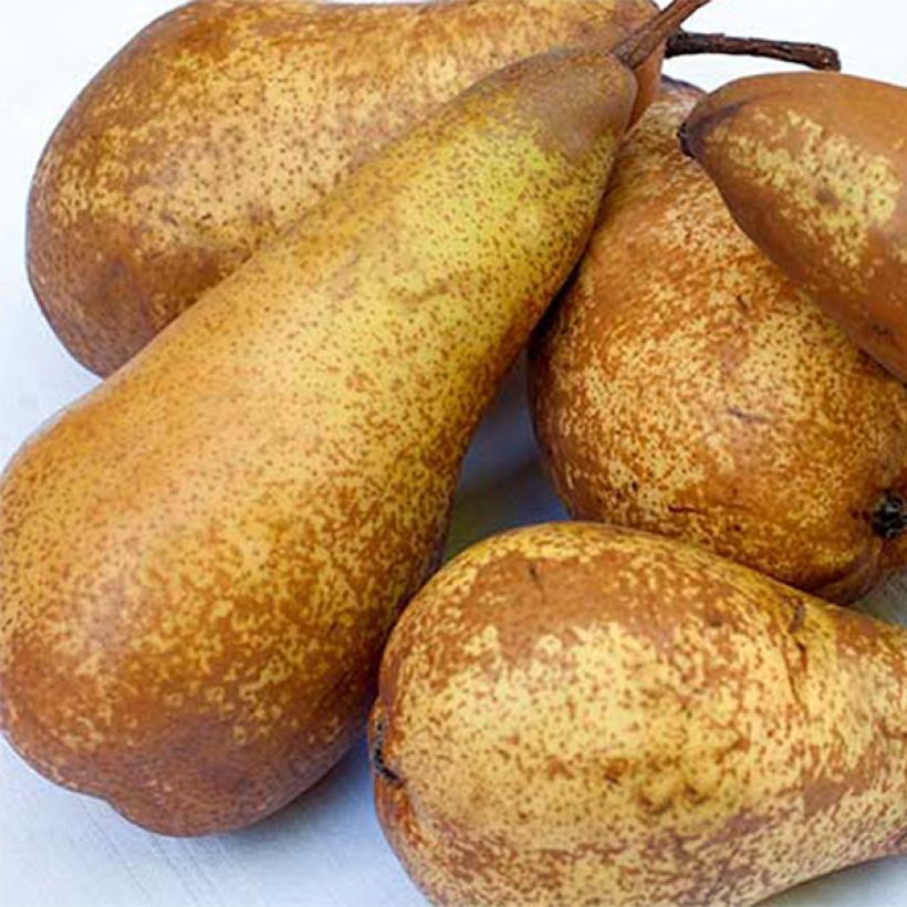 Pero Abate Fetel (Raccolta)