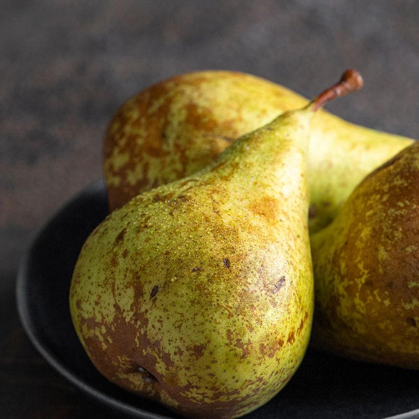 Pero André Desportes Bio (Raccolta)