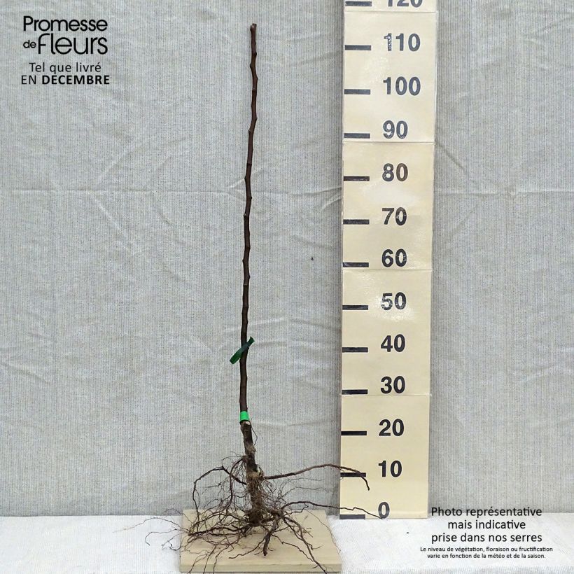 Pero Beurré Clairgeau Piante grandi a radice nuda, Astone esemplare consegnato in inverno