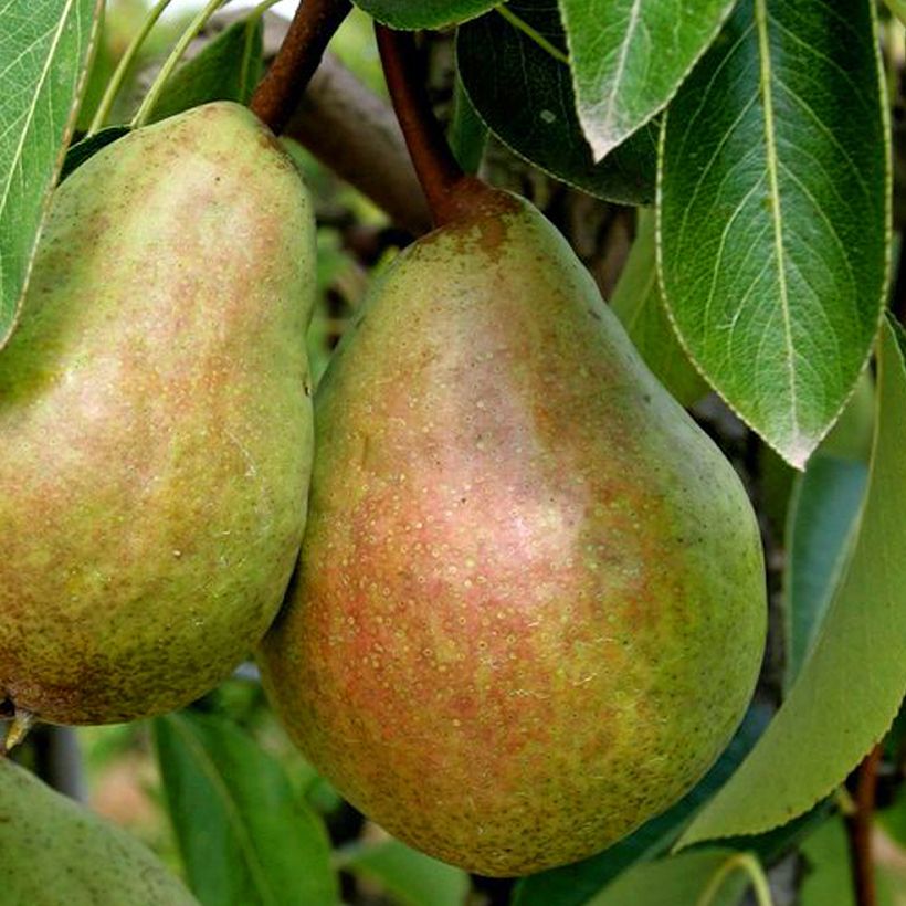 Pero Beurré Clairgeau (Raccolta)