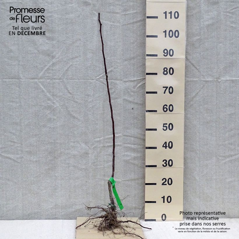 Pero Beurré Giffard Piante grandi a radice nuda, Astone esemplare consegnato in inverno