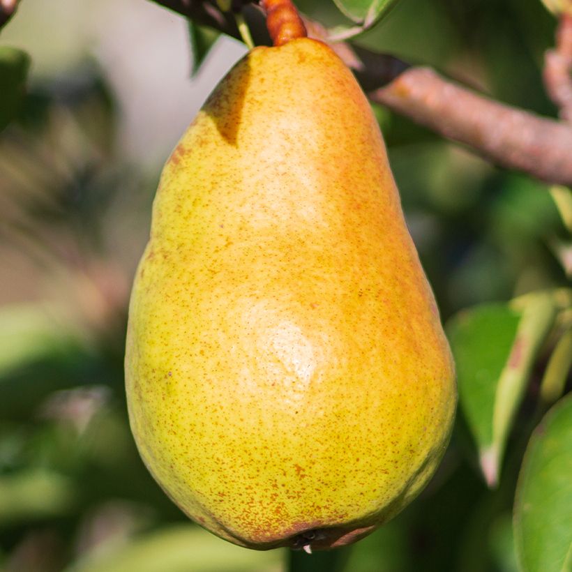 Pero Butirra Lebrun Bio (Raccolta)