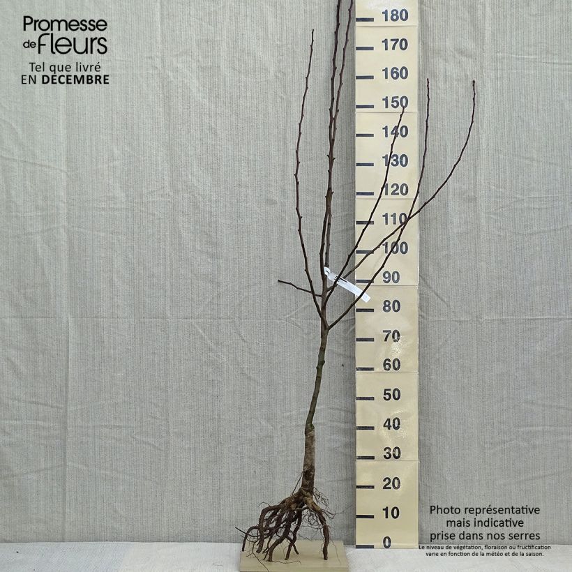 Pero Clapp’s Favorite Piante grandi a radice nuda, Vasetto esemplare consegnato in inverno