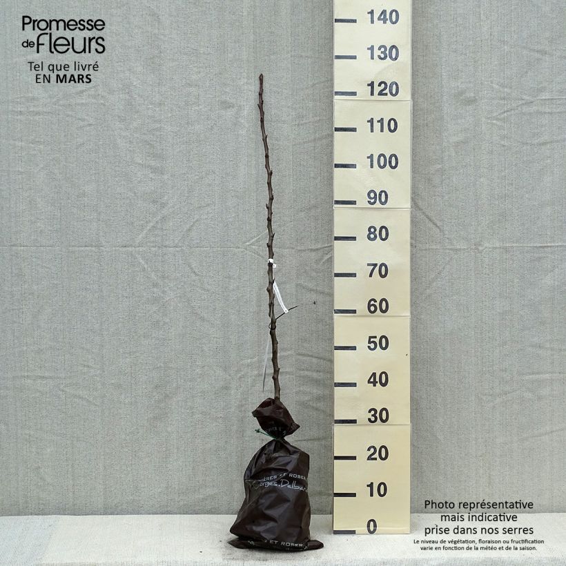 Pero Comtesse de Paris Zolla 'Pronta da piantare', Astone esemplare consegnato in primavera