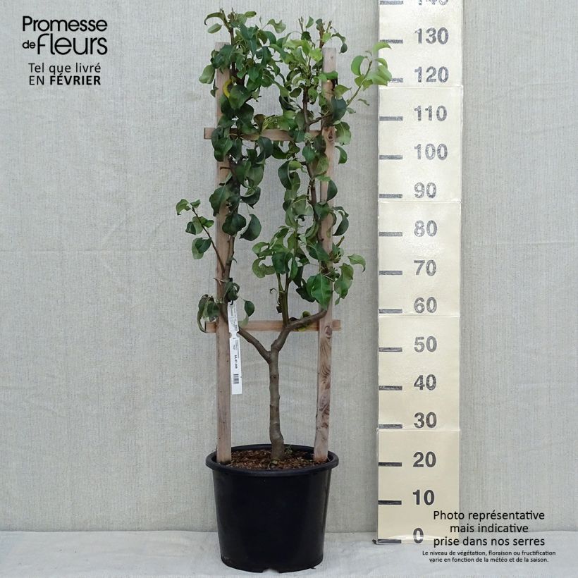 Esemplare di Pero Conference Vaso da 7,5L/10L, Palmetta singola a U come consegnato in autunno