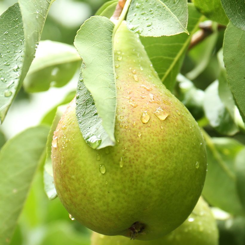 Pero Curé, Poire de Curé (Raccolta)