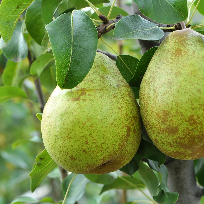 Pero Doyenne d'inverno (Raccolta)