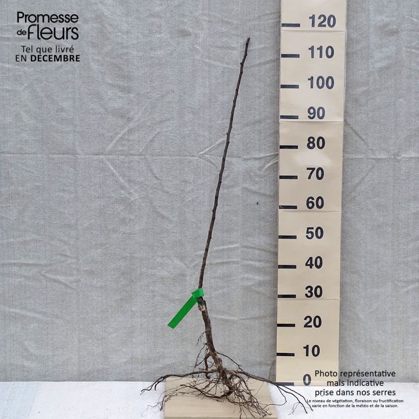 Pero Doyenne d'inverno Piante grandi a radice nuda, Astone esemplare consegnato in inverno