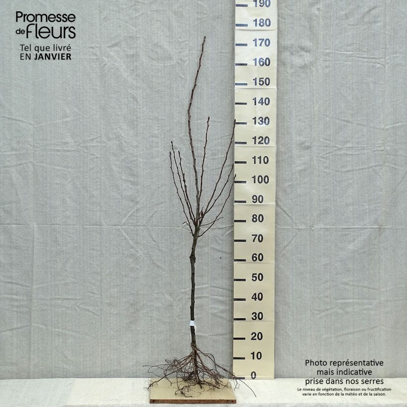 Example of Pero Doyenne du Comice Piante grandi a radice nuda, Vasetto as you get in hiver