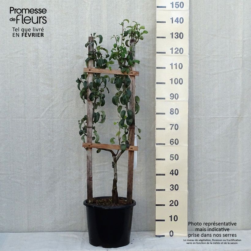 Esemplare di Pero Doyenne du Comice Vaso da 12L/15L, Palmetta singola a U come consegnato in autunno