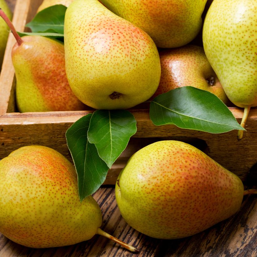 Pero Epine du Mas (Duc de Bordeaux) (Raccolta)