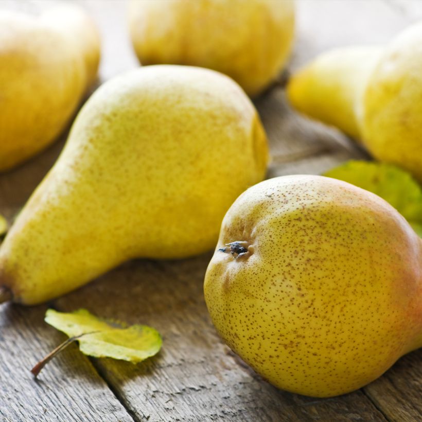 Pero Fertilia Delbard Delwilmor (Raccolta)