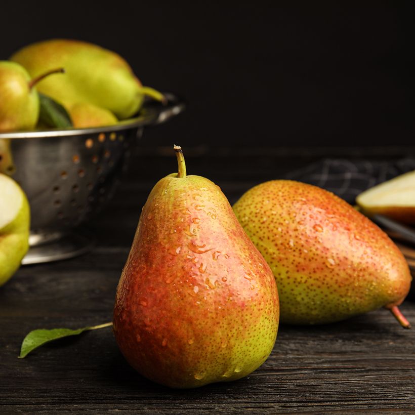 Pero Figue d’Alençon (Raccolta)