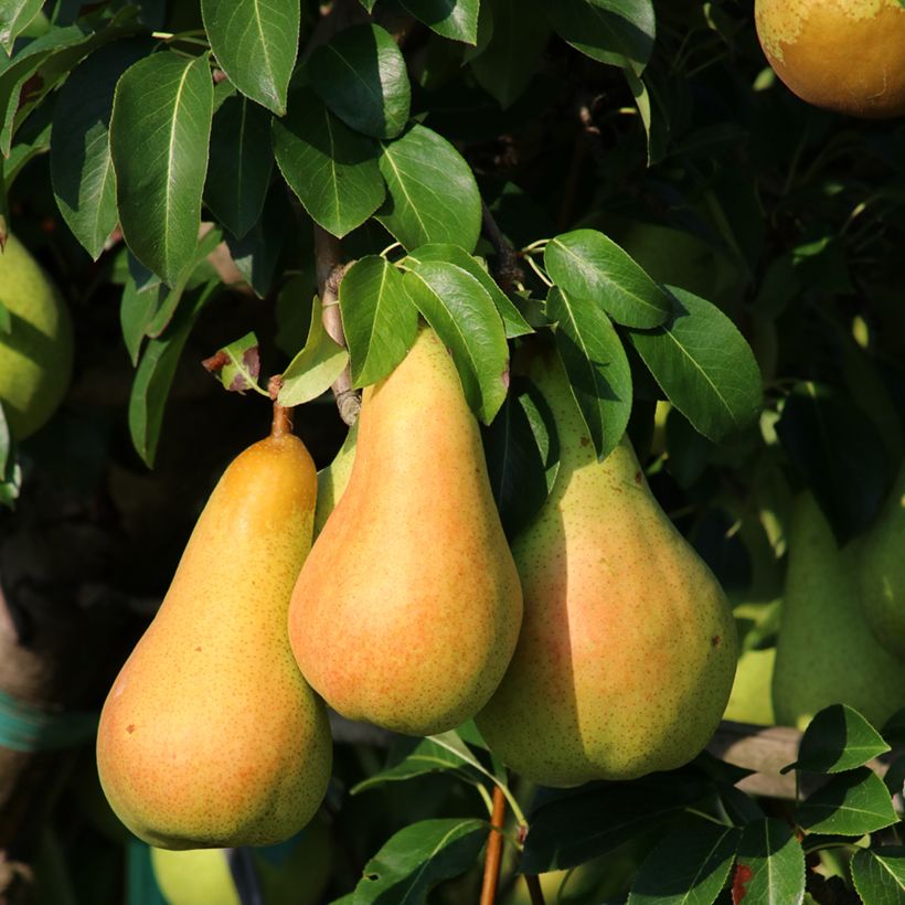 Pero Grand champion (Raccolta)