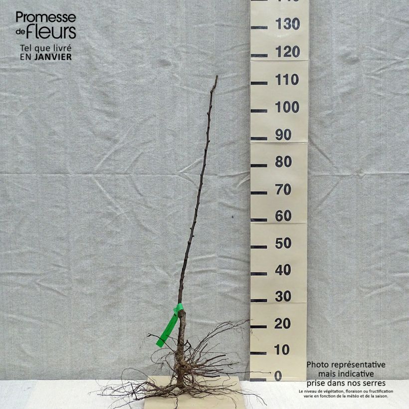 Pero Jeanne d’Arc Piante grandi a radice nuda, Astone esemplare consegnato in inverno