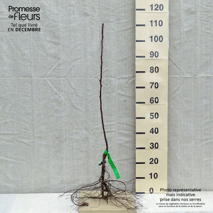 Pero Jules Guyot Piante grandi a radice nuda, Astone esemplare consegnato in inverno
