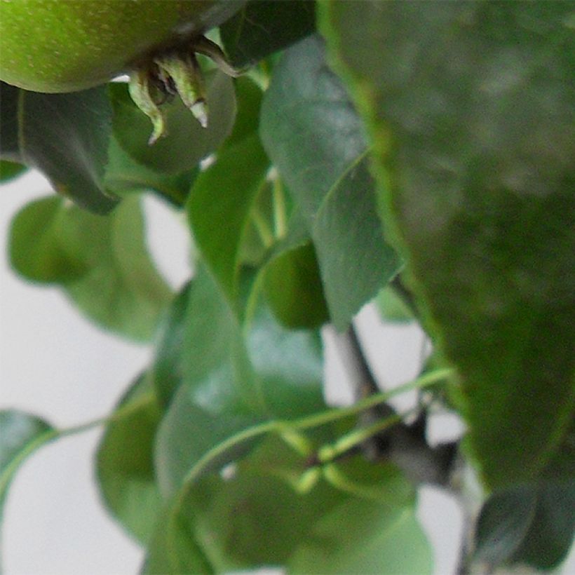 Pero Buona Luisa d'Avranches (Foliage)