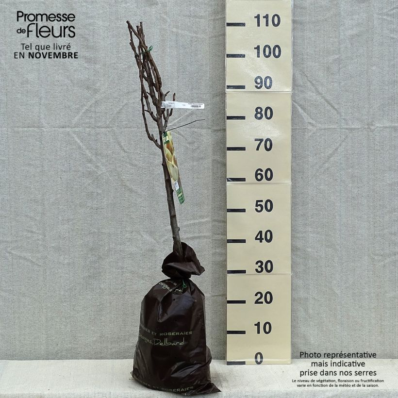 Esemplare di Pero Peradel delbuena Zolla 'Pronta da piantare', Vasetto come consegnato in autunno