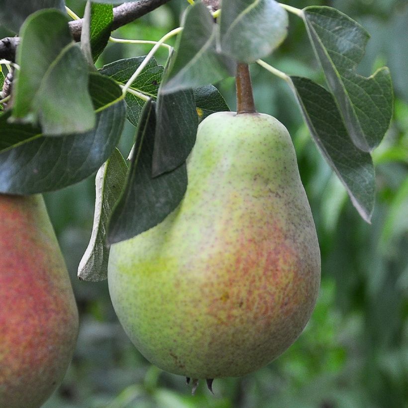 Pero Precoce Morettini (Raccolta)