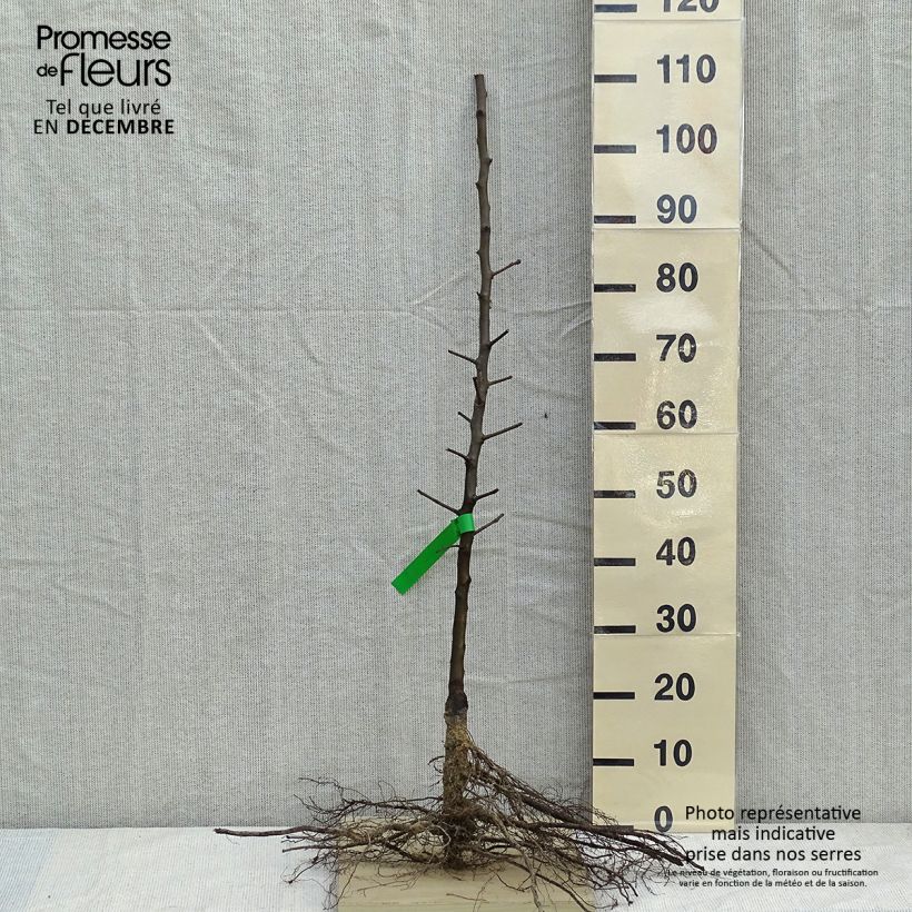 Pero General Leclerc Piante grandi a radice nuda, Astone esemplare consegnato in inverno