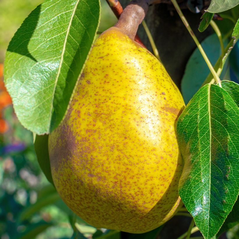 Pero Royal Vendée (Raccolta)