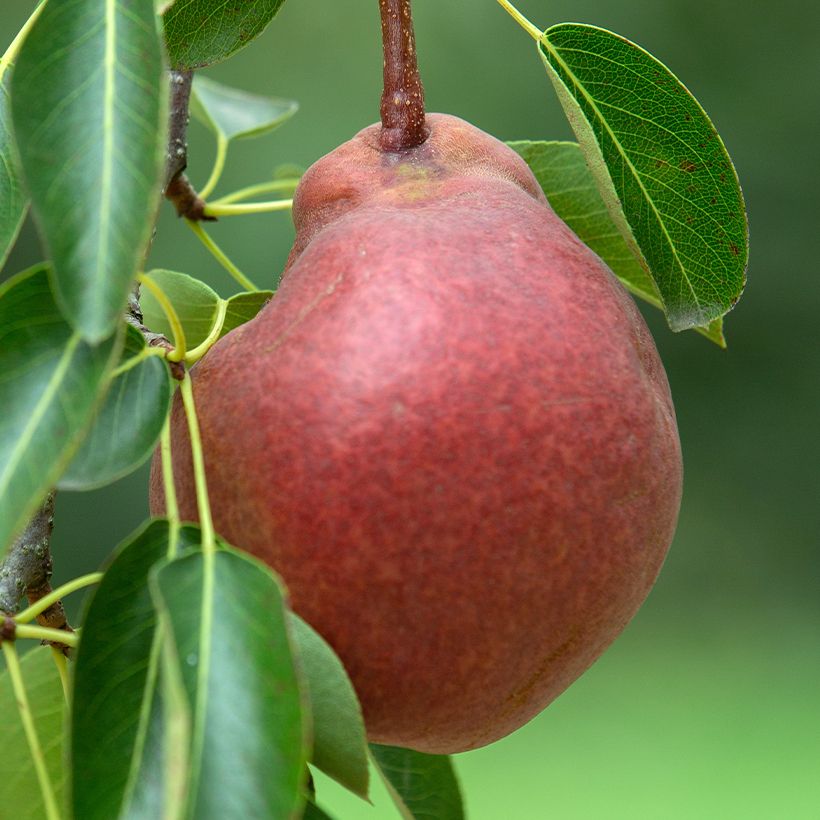 Pero Stark Crimson ou Starkrimson (Raccolta)