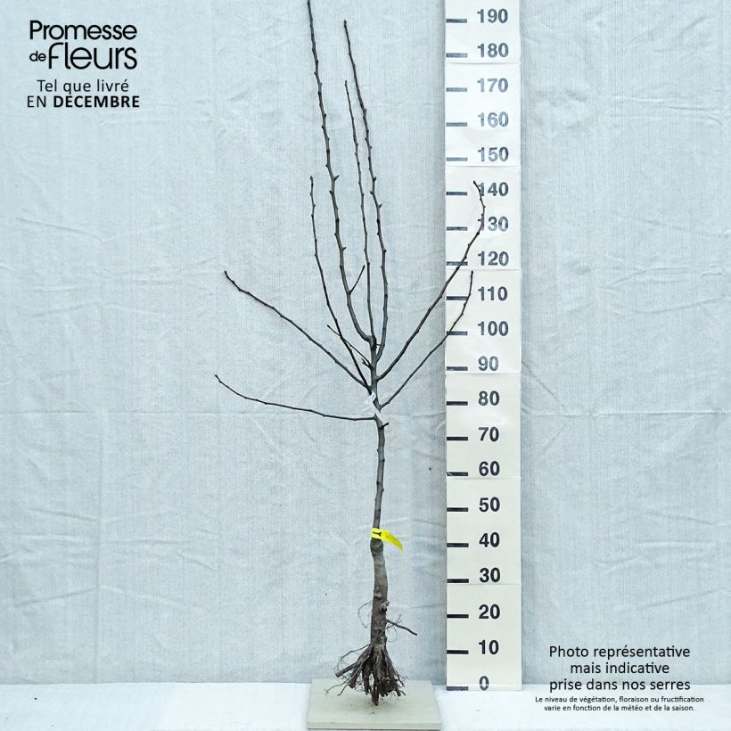 Pero Triomphe de Vienne Piante grandi a radice nuda, Vasetto esemplare consegnato in inverno