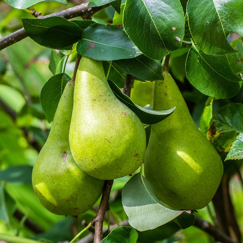 Pero Verte Longue d’automne (Raccolta)
