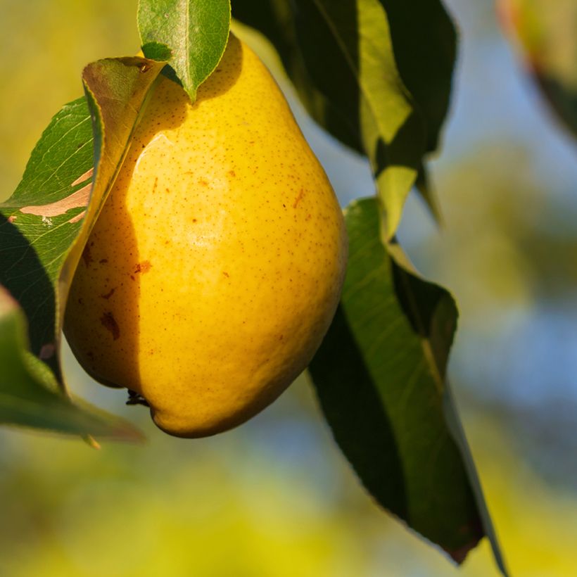 Pero Fausset (Raccolta)