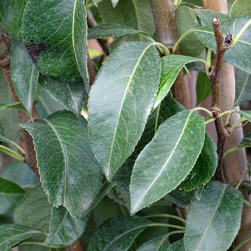 Pero Doyenne du Comice (Foliage)