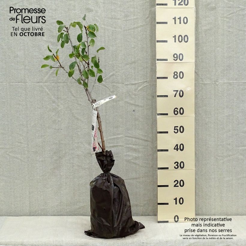 Esemplare di Poirier nain Delbard d'Automne - Georges Delbard Motte "Prêt-à-planter", 1/4 de tige come consegnato in autunno