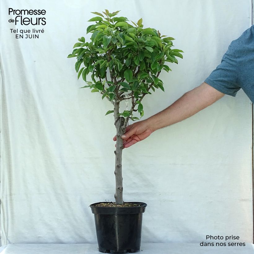 Esemplare di Pero nano Garden Pearl Vaso da 6L/7L, Vaso impalcato basso consegnato in estate