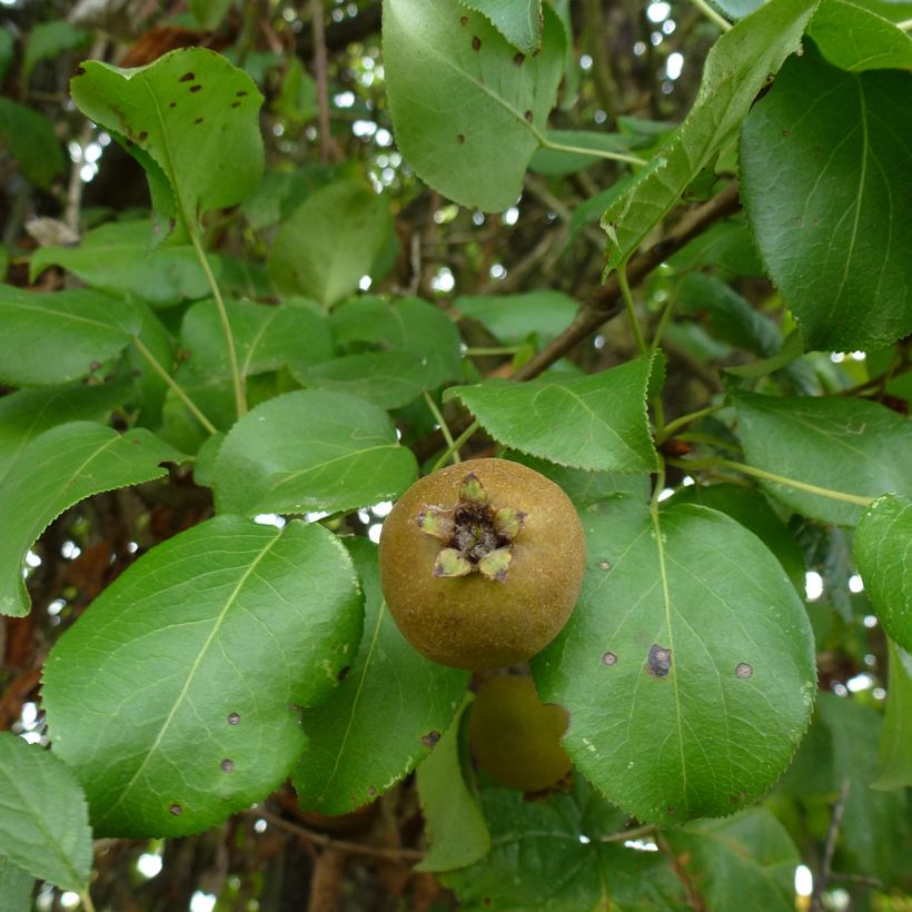 Poirier sauvage - Pyrus communis ssp. pyraster (Fogliame)