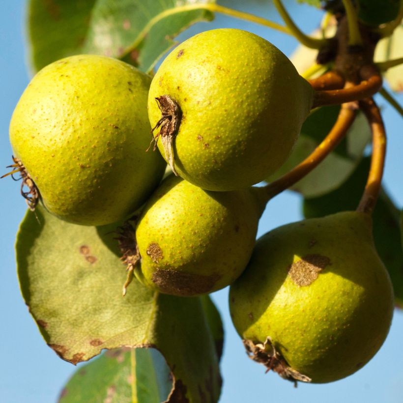 Poirier sauvage - Pyrus communis ssp. pyraster (Raccolta)