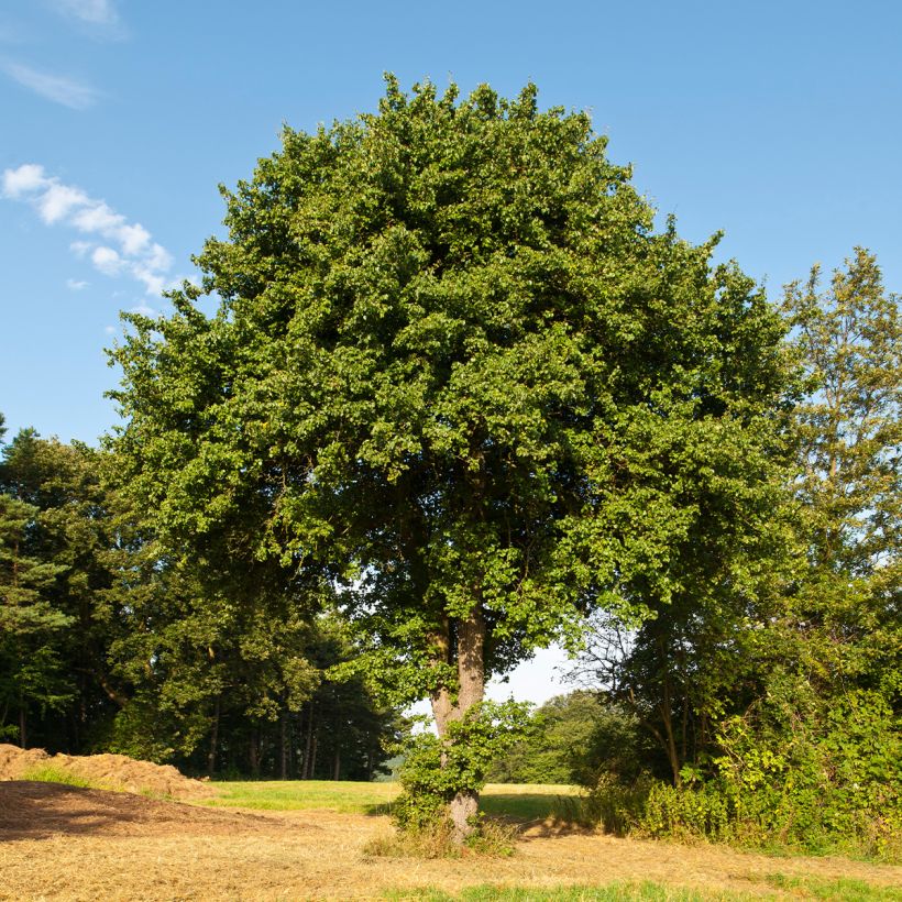 Poirier sauvage - Pyrus communis ssp. pyraster (Porto)