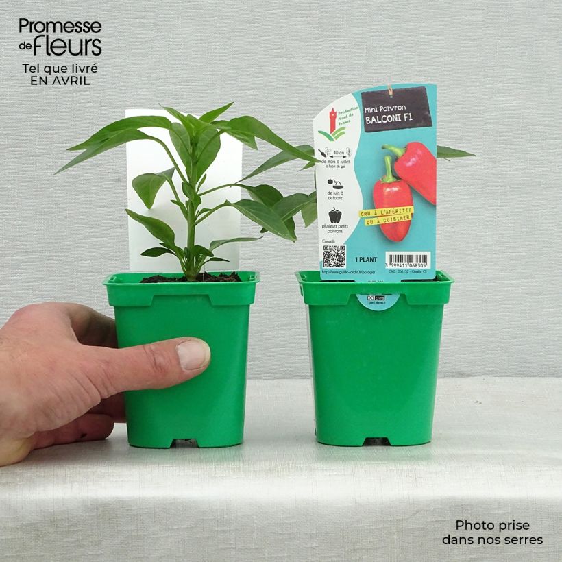 Peperone Balconi (mini) F1 Vaso da Ø 10 cm/11 cm esemplare consegnato in primavera