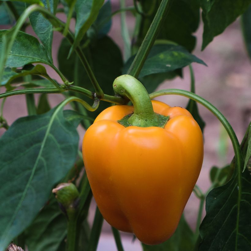 Peperone Milena (Raccolta)