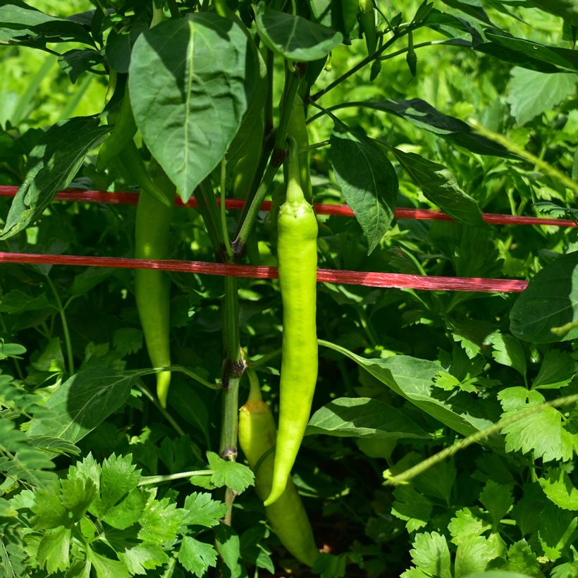 Peperone Sweet Banana (Harvest)