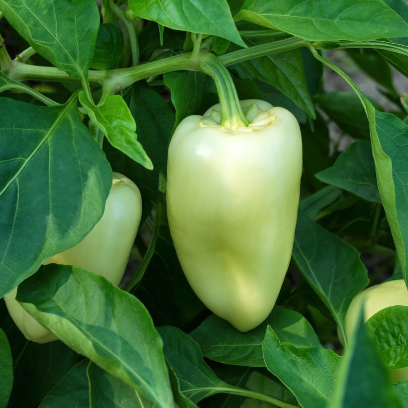 Peperone White Bell (Plant habit)