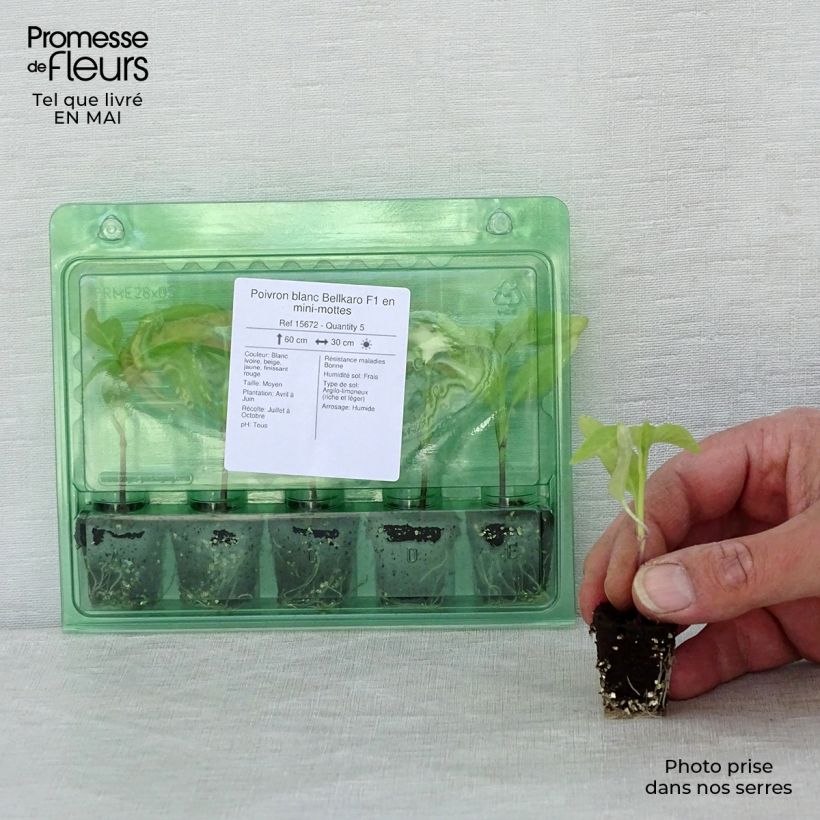 Example of Peperone Bellkaro F1 mini zolla... as you get in printemps