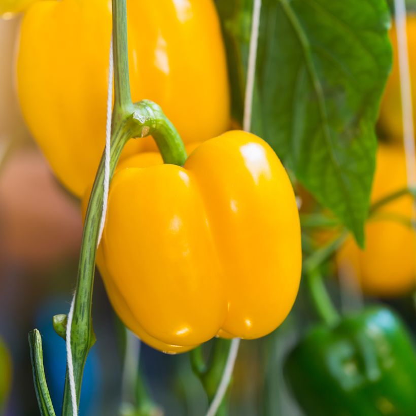 Peperone Quadrato d’Asti giallo Bio (Harvest)