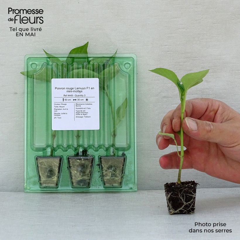 Peperone Lamuyo F1 (piante) mini zolla... esemplare consegnato in primavera